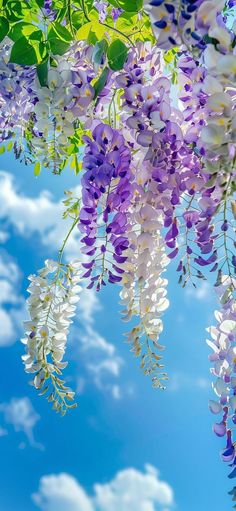 purple and white flowers are hanging from the branches in front of a blue sky with clouds