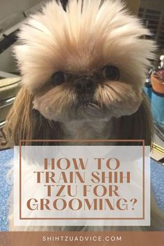 a small dog with long hair sitting on top of a blue rug and looking at the camera