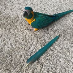 a green and yellow bird sitting on the ground next to a pair of tongs