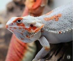 an orange and white gecko sitting on top of a tree branch next to another lizard