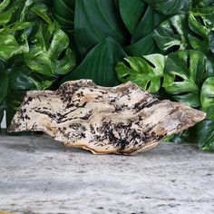 a piece of wood sitting on top of a table next to green plants and leaves