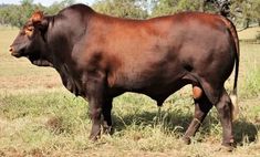 a large brown cow standing on top of a grass covered field with trees in the background