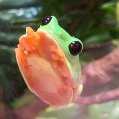 a green frog with black eyes sitting on top of a leaf covered in watermelon