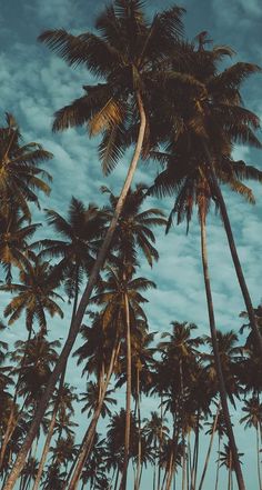 palm trees against a blue sky with clouds