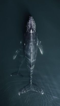 a dolphin swimming in the water with it's back turned to the camera and its mouth open