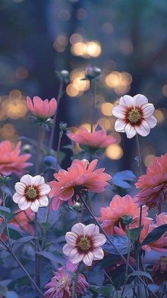 some pink and white flowers in the middle of a field with blurry lights behind them