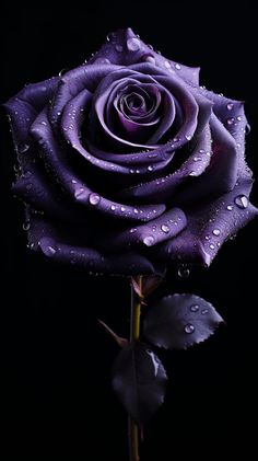 A beautiful purple rose created with AI. This wonderful piece would make a lovely addition to any home and would also make an excellent gift for a loved one. It would also make an excellent wallpaper for any smartphone. Product images are mockups displaying what the product would look like if you choose to purchase. Please note that this does not include a phone or any other item other than the piece of digital art. This piece of art is intended for personal use and not intended for commercial u Pink And Purple Wallpaper Ios 16, Ios 16 Wallpaper Heart Purple, Wallpaper Of Mobile, Black Panther Purple Wallpaper, Downloadable Live Wallpapers, Aesthetic Images Purple, Ios 16 Wallpaper Pink And Black, Ios 16 Wallpaper Black And Pink, Iphone 13 Pro Max Wallpaper Ios 16