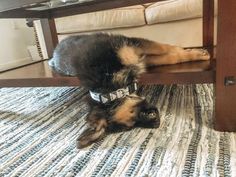 a dog laying on the floor underneath a table with its head under it's leg