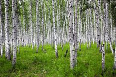 a grove of white birch trees in the woods