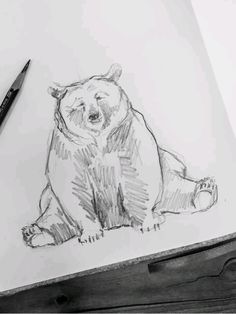 a pencil drawing of a bear sitting down