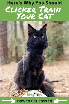 a black cat sitting on top of a log in the woods with text reading here's why you should clicker train your cat how to get started