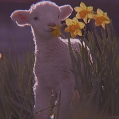 a baby lamb standing next to some yellow flowers