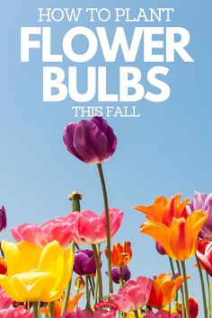 flowers with the words how to plant flower bulbs this fall