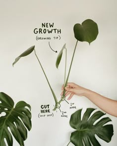 a person holding up a plant with the words new growth above it