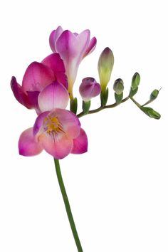 a pink flower with green stems on a white background