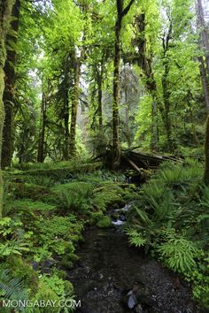 a stream running through a lush green forest filled with trees and ferns on the ground