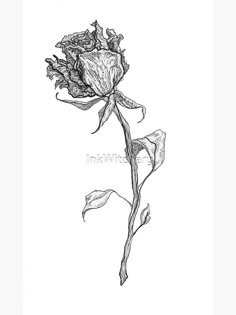 Rotting Flowers Drawing, Wilted Flowers Tattoo, Wilting Flowers Drawing, Wilting Flower Tattoo, Wilted Flower Drawing, Wilting Rose Tattoo, Flower Rib Cage Tattoo, Wilted Rose Tattoo, Wilted Flower Tattoo