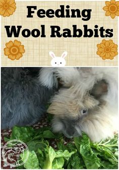 a rabbit eating some lettuce next to a sign that says feeding wool rabbits