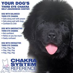 a black dog with its tongue hanging out and the words, your dog's third eye chakra self - awareness center