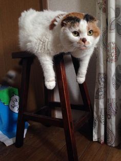 a cat sitting on top of a wooden stool in front of a curtained window