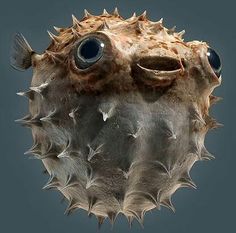 an odd looking fish with big eyes and spikes on its head is seen in this image