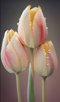 three pink tulips with drops of water on their petals, in front of a gray background