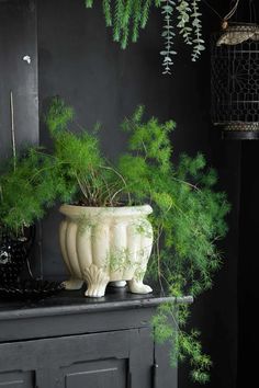 a potted plant sitting on top of a black table