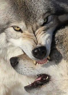 two gray wolfs with their mouths open and one is biting the other's teeth