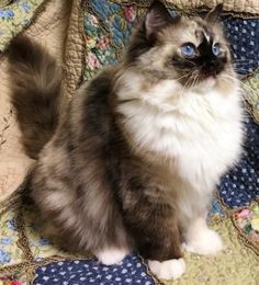 a fluffy cat sitting on top of a quilt