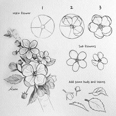 some flowers are drawn in pencil and have been placed on top of each other with numbers