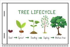 the life cycle of a tree is shown in this graphic above it's description