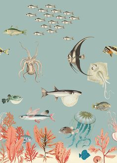 an underwater scene with many different types of fish