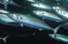 a large group of fish swimming in the ocean together on a black background with light from below