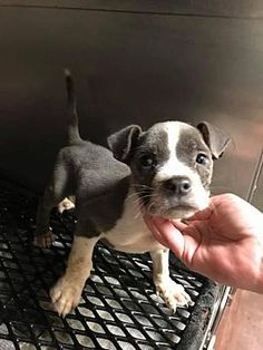 a small dog standing on top of a metal grate holding it's hand