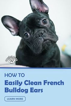 Cleaning French Bulldog ears is a must to avoid dog ear infections and other dog ear issues and in this blog post by Squishface we have step by step French Bulldog ear cleaning tips plus common dog ear troubles to be aware and the best dog ear cleaning wipes for the job. These dog grooming and dog care tips will be helpful to make French Bulldog ear cleaning a positive experience for you and your pup so read now! | dog remedies