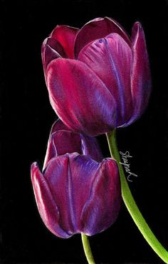 two purple tulips on a black background