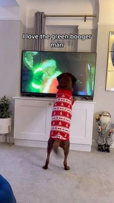 a dog in a sweater watching tv with his paw up to the screen and saying, i love the green booger man