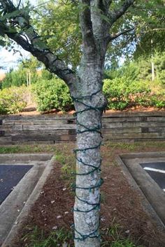 a tree that has some kind of barbed wire on it's trunk in a parking lot