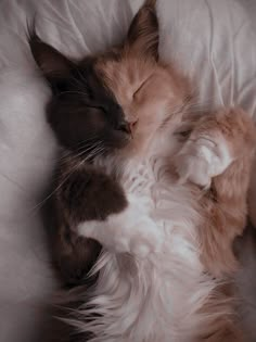 a cat sleeping on top of a white blanket