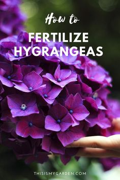 purple flowers with text overlay how to fertilize hygrangeas