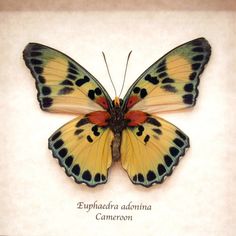 a yellow butterfly with black spots on it's wings is shown in a frame