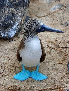 a blue and white bird sitting on top of a sandy ground next to a rock