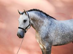 a gray horse with a black bridle standing in front of a pink wall