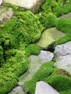 green moss growing on rocks and stones