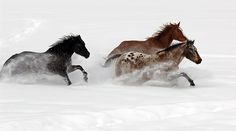 three horses running in the snow together