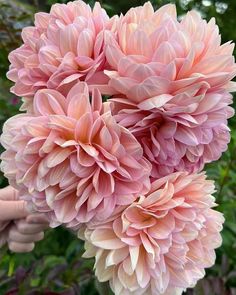 pink flowers are being held up by someone's hand