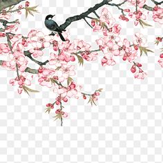 a bird sitting on top of a tree branch with pink flowers