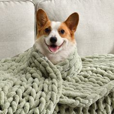 a dog is sitting on a couch with a blanket over it's head and smiling at the camera