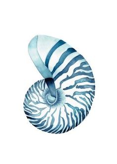 a watercolor painting of a blue and white nautiurist shell on a white background