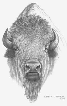 a drawing of a bison with long horns